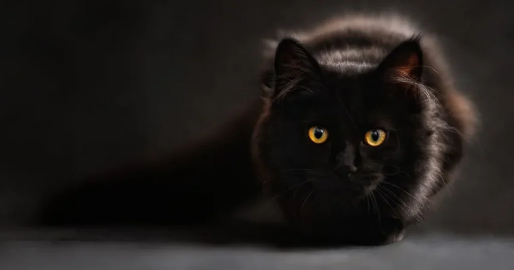 Black Maine Coon