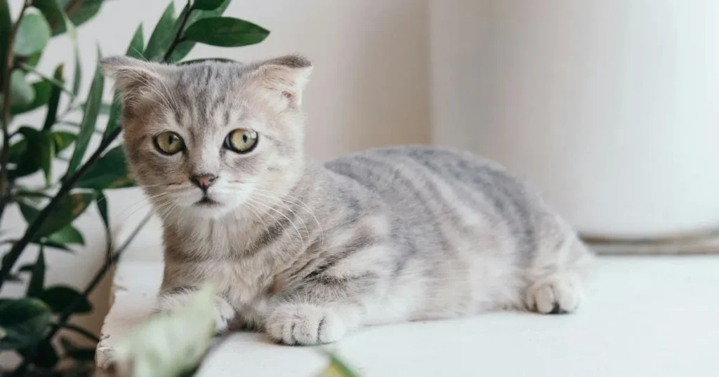 Munchkin Scottish Fold cat