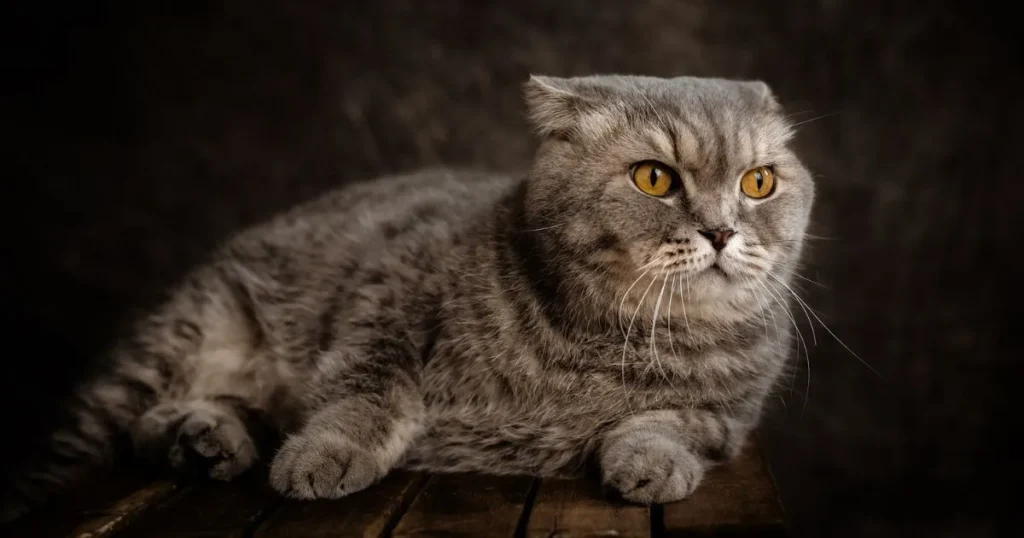 Munchkin Scottish Fold cat