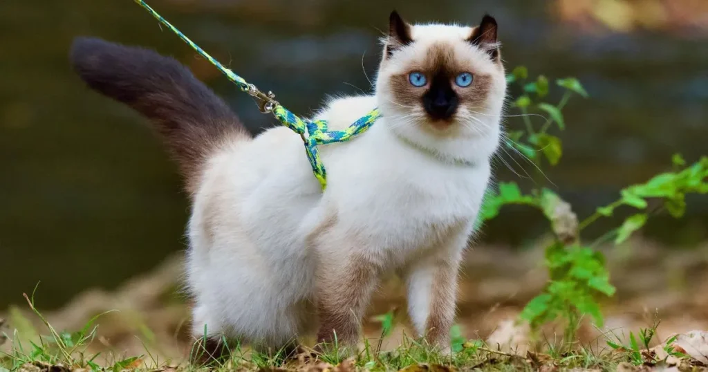 Ragdoll Cat Adoption