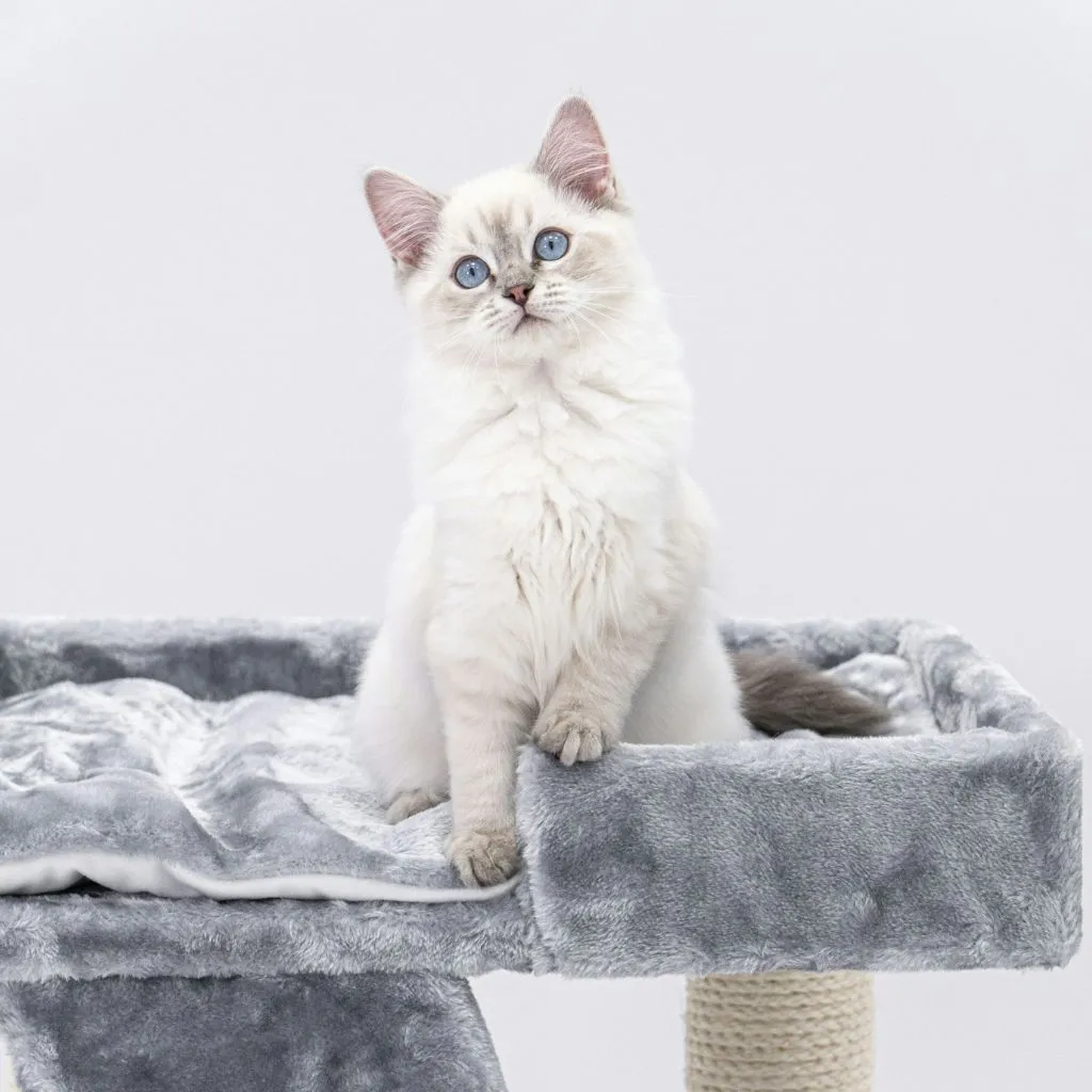 Ragdoll Cat Adoption