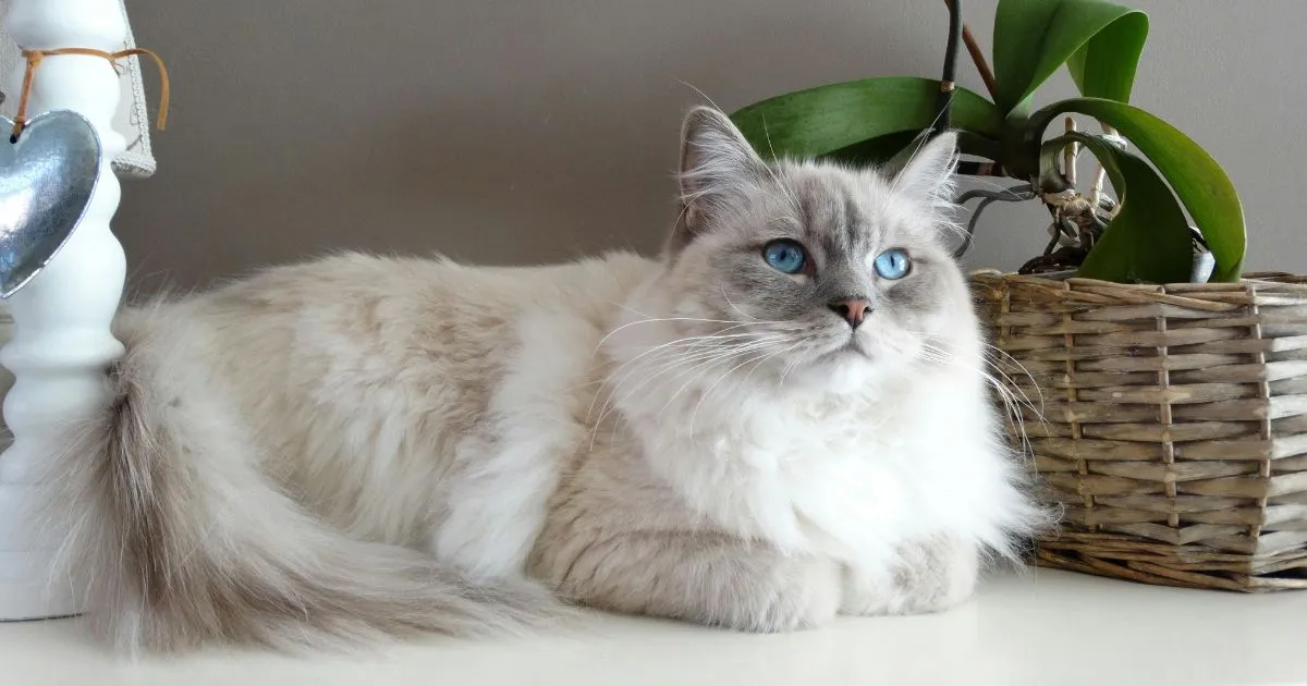 Ragdoll cat adoption