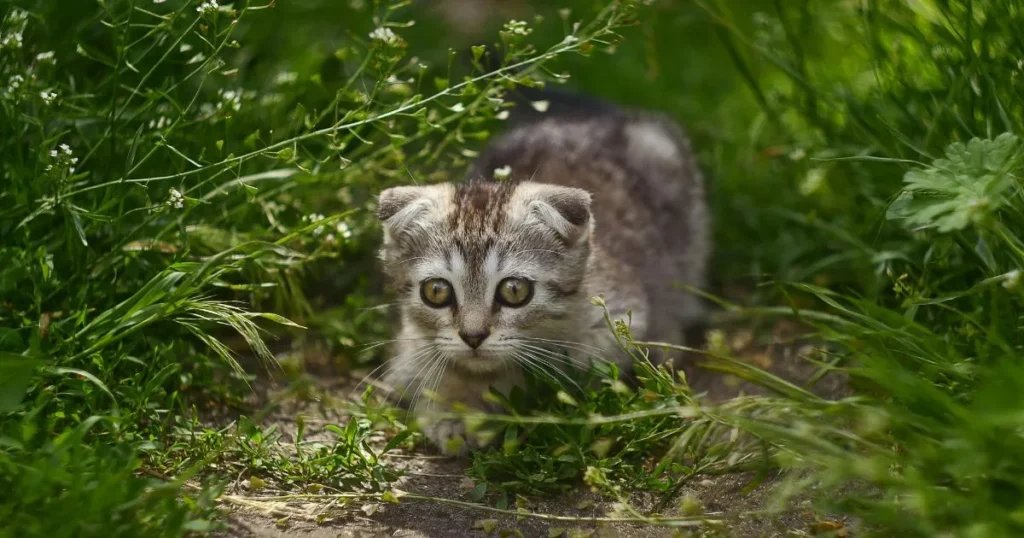 Scottish Fold Munchkin Cat