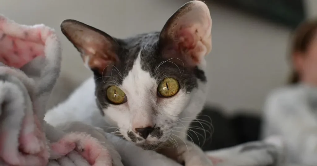 Cornish Rex kittens