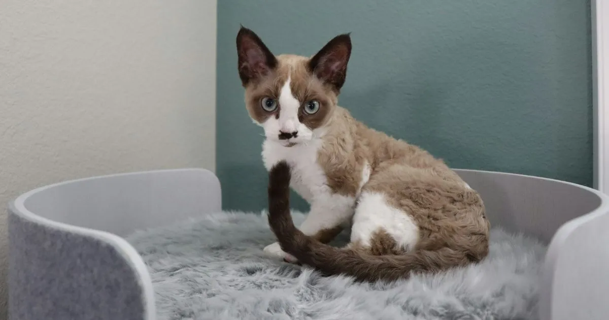 Devon Rex kittens