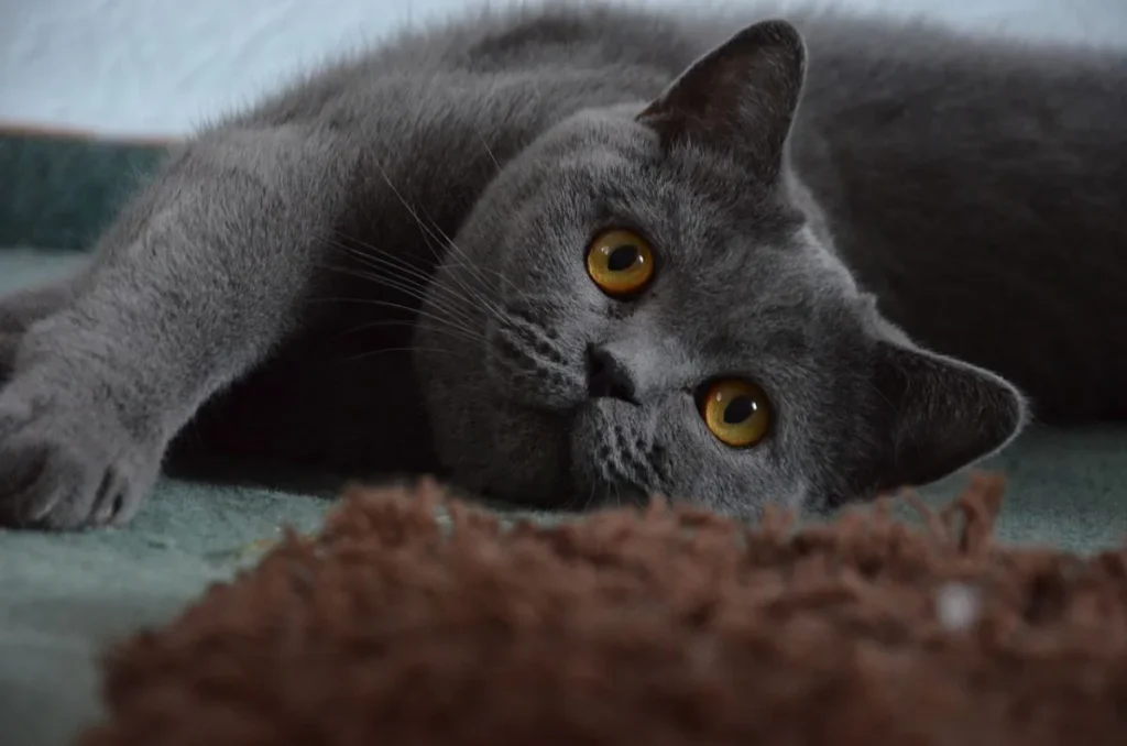 British Shorthair breed