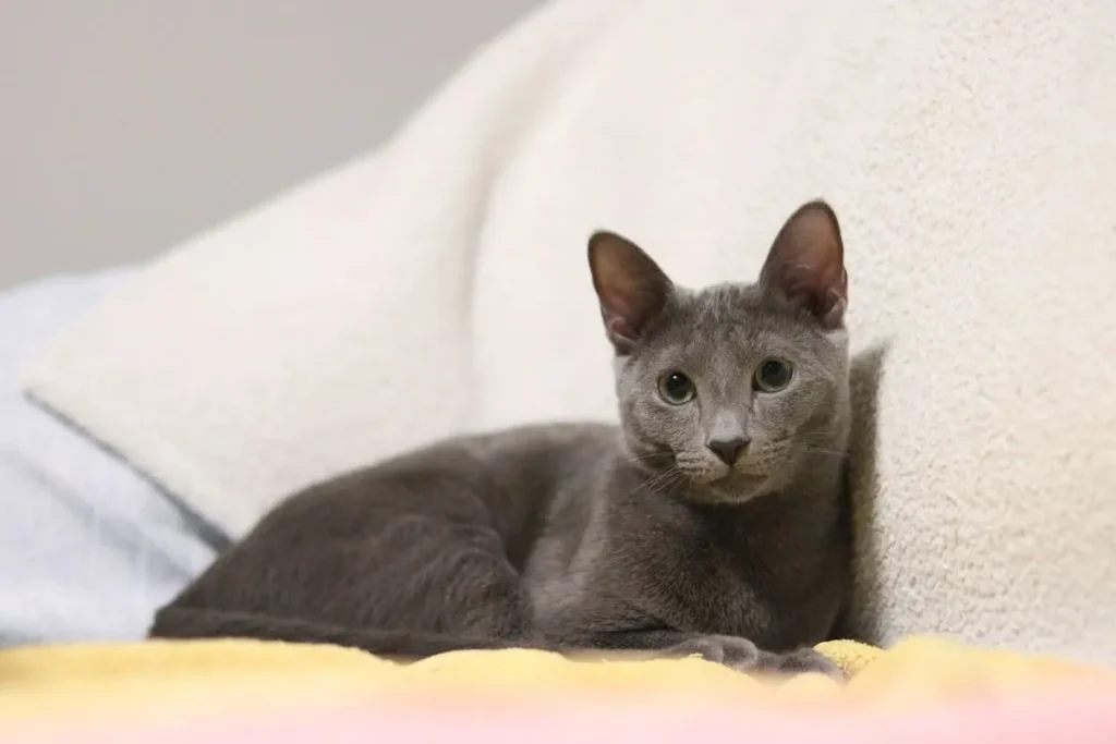 Russian Blue is a Popular Grey Cat Breeds