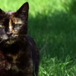 Tortoiseshell Cat Lifespan - Resting Cat in a Cozy Home