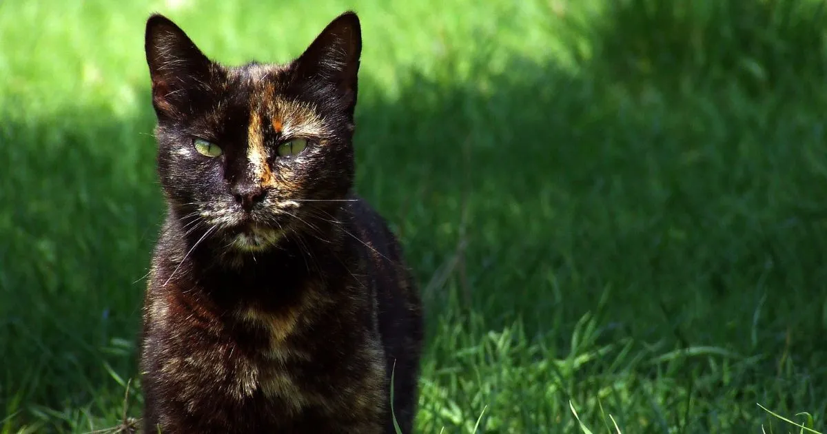 Tortoiseshell Cat Lifespan - Resting Cat in a Cozy Home